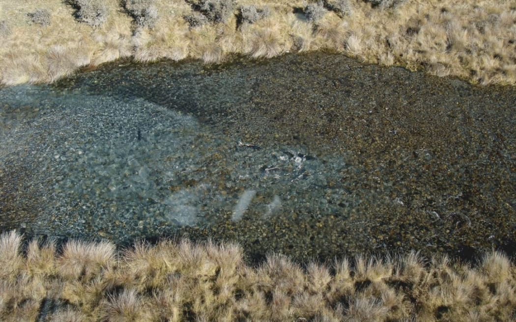 Salmon digging nests or redds in a high country stream