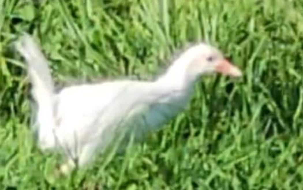 A rare white weka spotted at Gentle Annie Seaside Accomodation