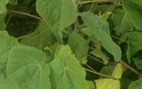 Velvetleaf found in Canterbury