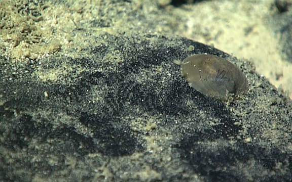 Close up of a monoplacophoran mollusk, 2017 American Samoa.