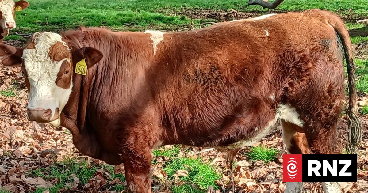 City born and bred, 20 Simmental yearling bulls could fetch a hefty price tag