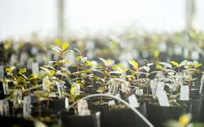 Swamp maire seedlings at the Palmerston North Plant and Food Research site.