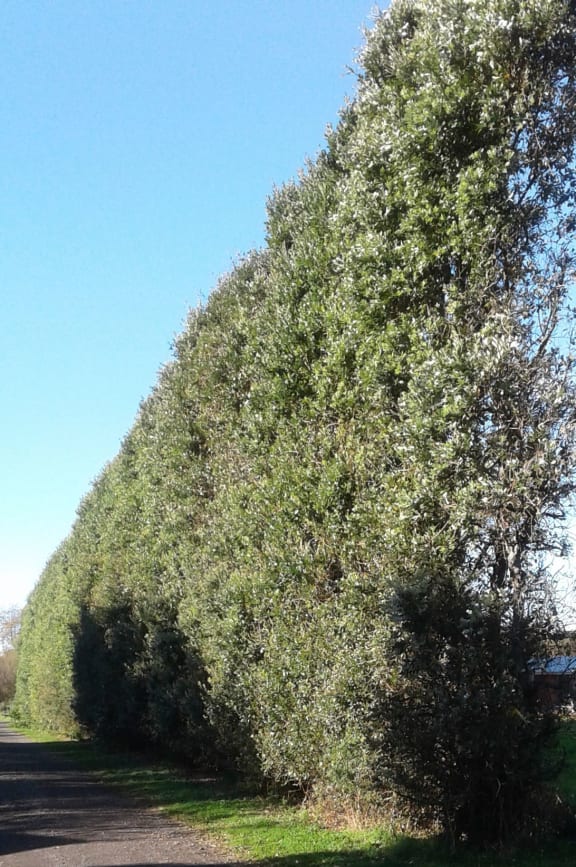The infected pohutukawa hedge belt in Taranaki.