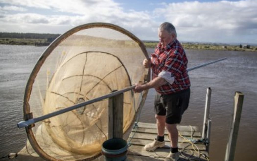 Man in shorts and check shirt with whitebait net on jetty above water