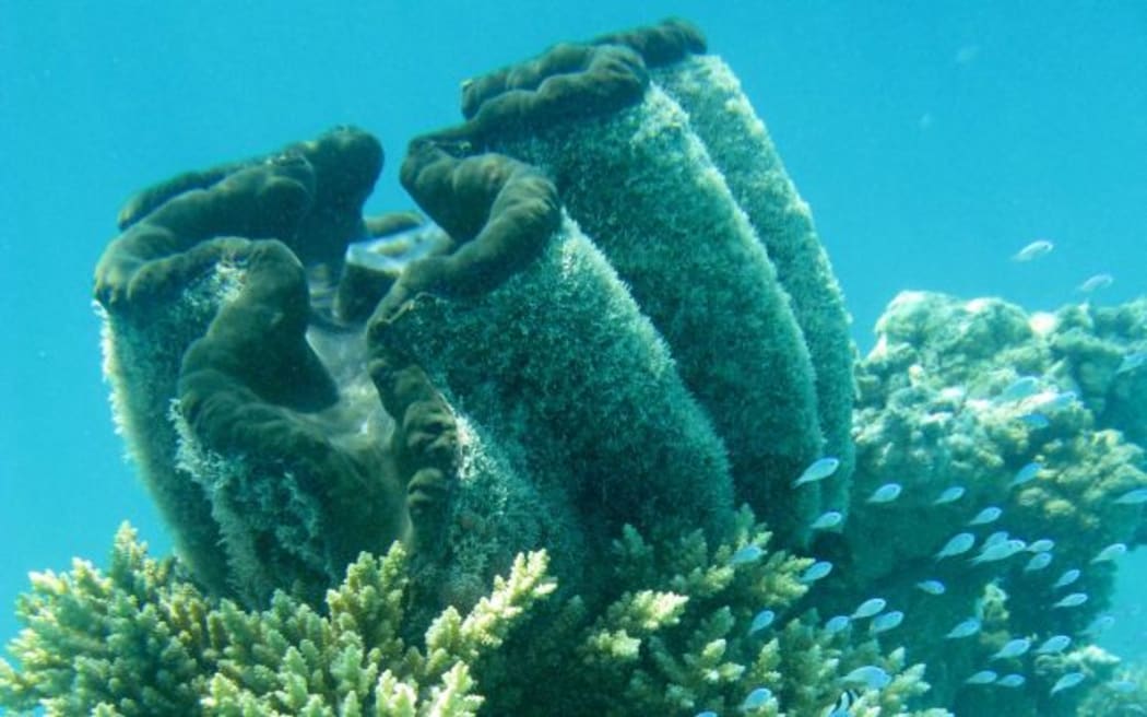 Tridacna gigas clam, the largest of the species can exceed 250 kg.