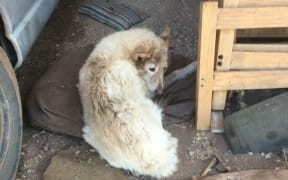 Heyley was not even able to stand and had be enthanased at the Baroota property in South Australia.