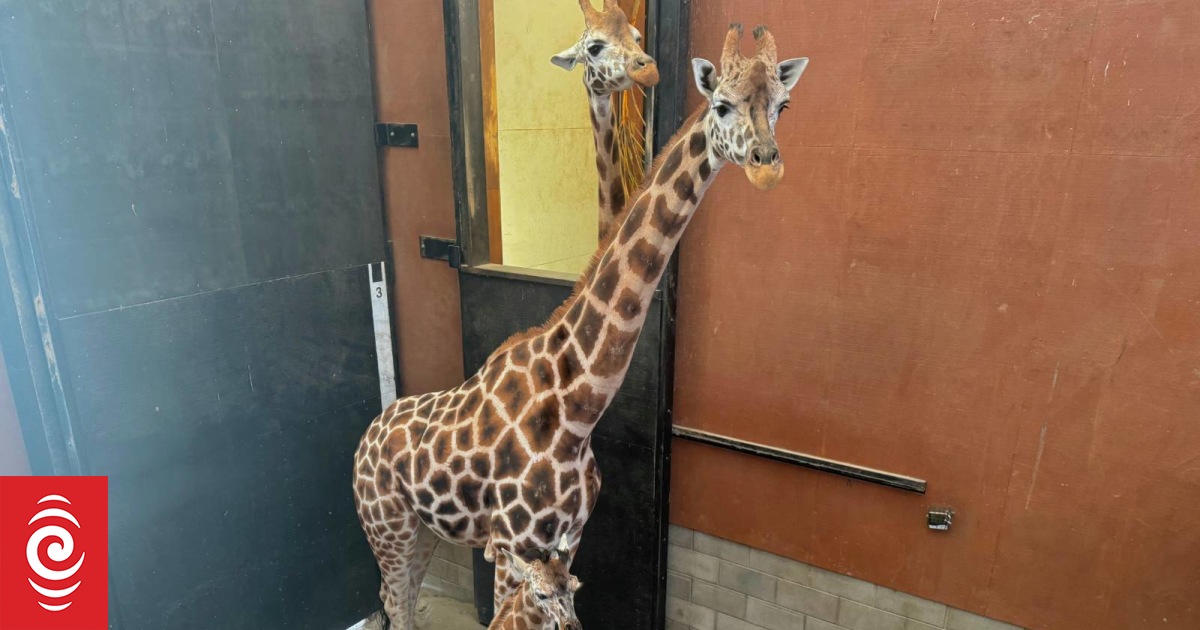 Wellington Zoo's giraffe habitat gets first-ever expansion - Vimarsana News