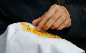 After the mistletoe seeds are harvested, they have to be rubbed to remove the skins and make the sticky mucus appear.