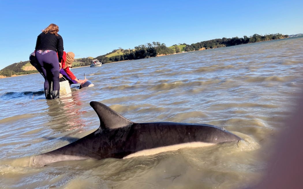 Rose Davis (in blue wetsuit) helps the dolphin she named Bonny as she enters the sea. Another one she cared for and named Angel is seen in the foreground.