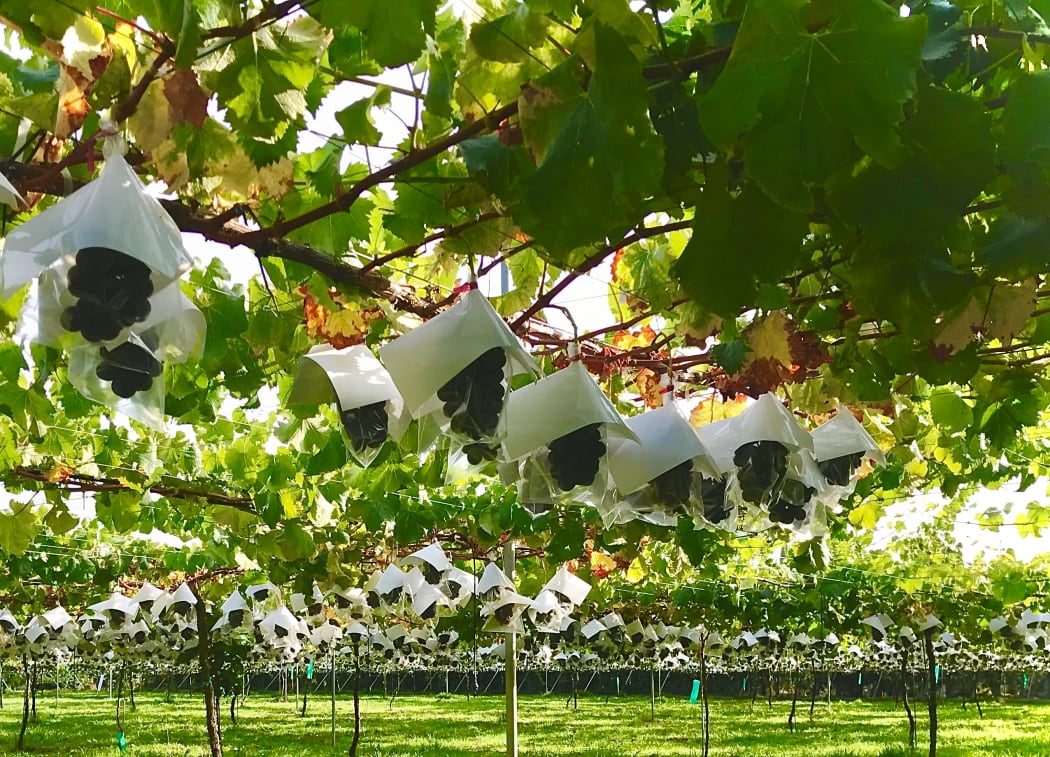 Little "umbrellas" protect the grapes at Budou Senshin from getting sunburnt