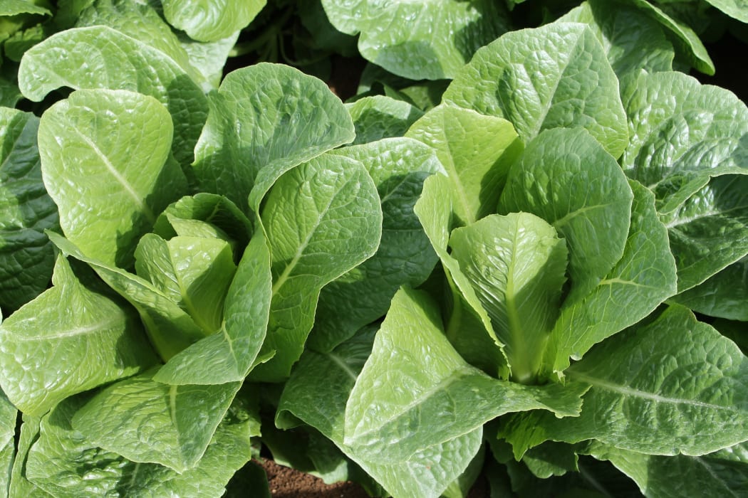 Lettuce