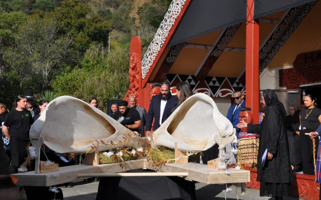 The jawbone (kauae parāoa) and 48 teeth (niho) were gifted to Maori Queen Te Arikinui from the eight iwi of Te Tauihu and came from a sperm whale that washed ashore on Rabbit Island in 2016.