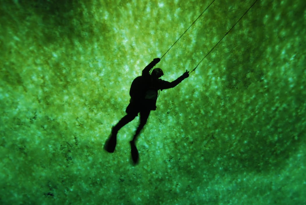 The underside of Antarctic sea ice is covered in algae.