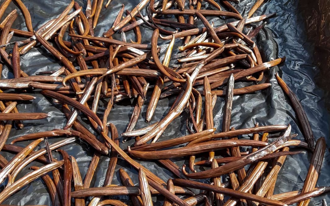 Vanilla beans drying from Tonga Heilala Vanilla's recent harvest on their plantation in Tonga.