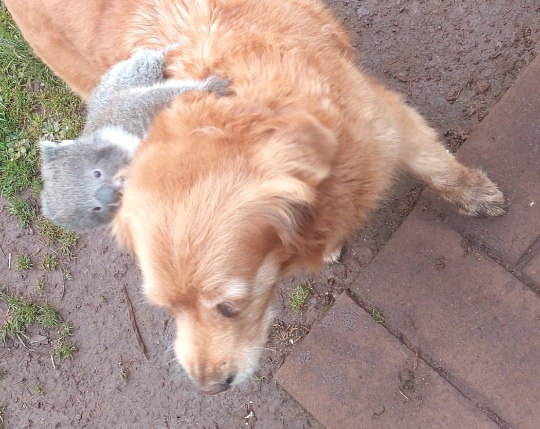 Lamplough said the koala was very comfortable on his dog's back. Photo: ABC / Steve Lamplough