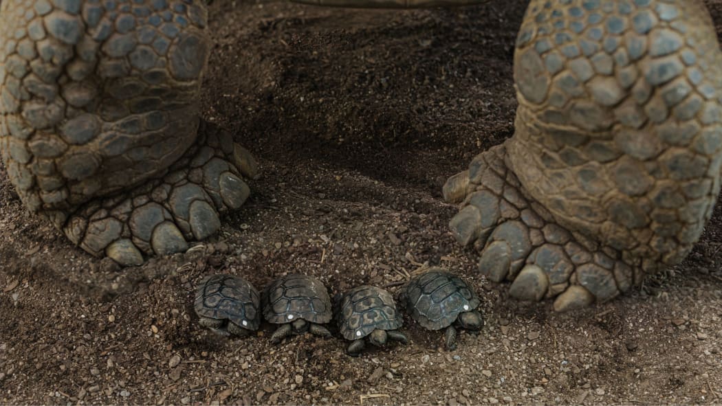 A baby Galapagos tortoise at Auckland Zoo