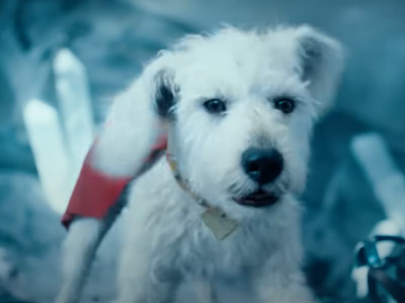 Krypto from the new Superman movie.