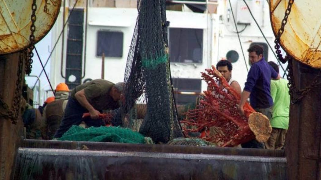 A picture supplied by Greenpeace of coral being pulled up by a trawler.