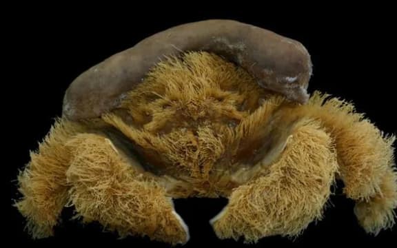A crab with lots of hair and a wee sponge hat.