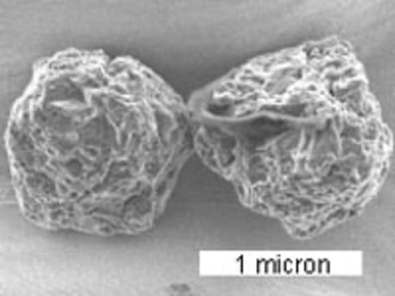 Pair of grains from the Murchison meteorite.