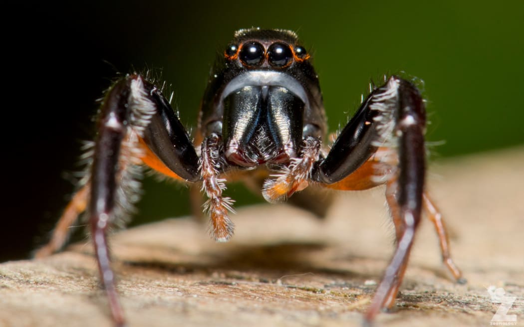 Black-headed jumping spider