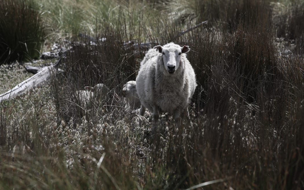 Sheep mistreated when best sale they make sheep