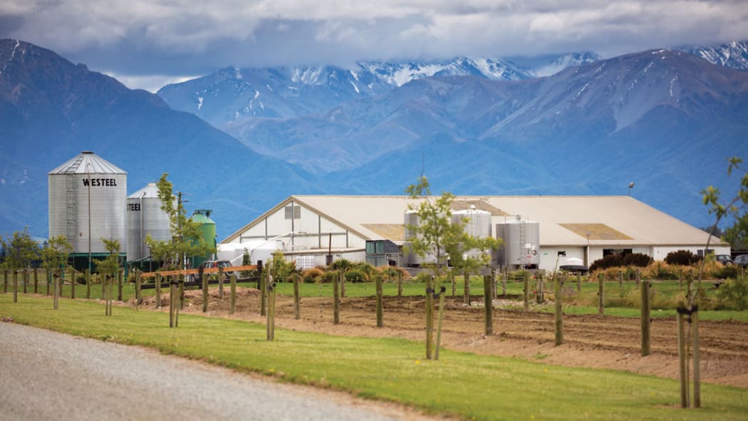 The mid-Canterbury dairy farm.