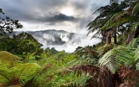New Zealand native forest