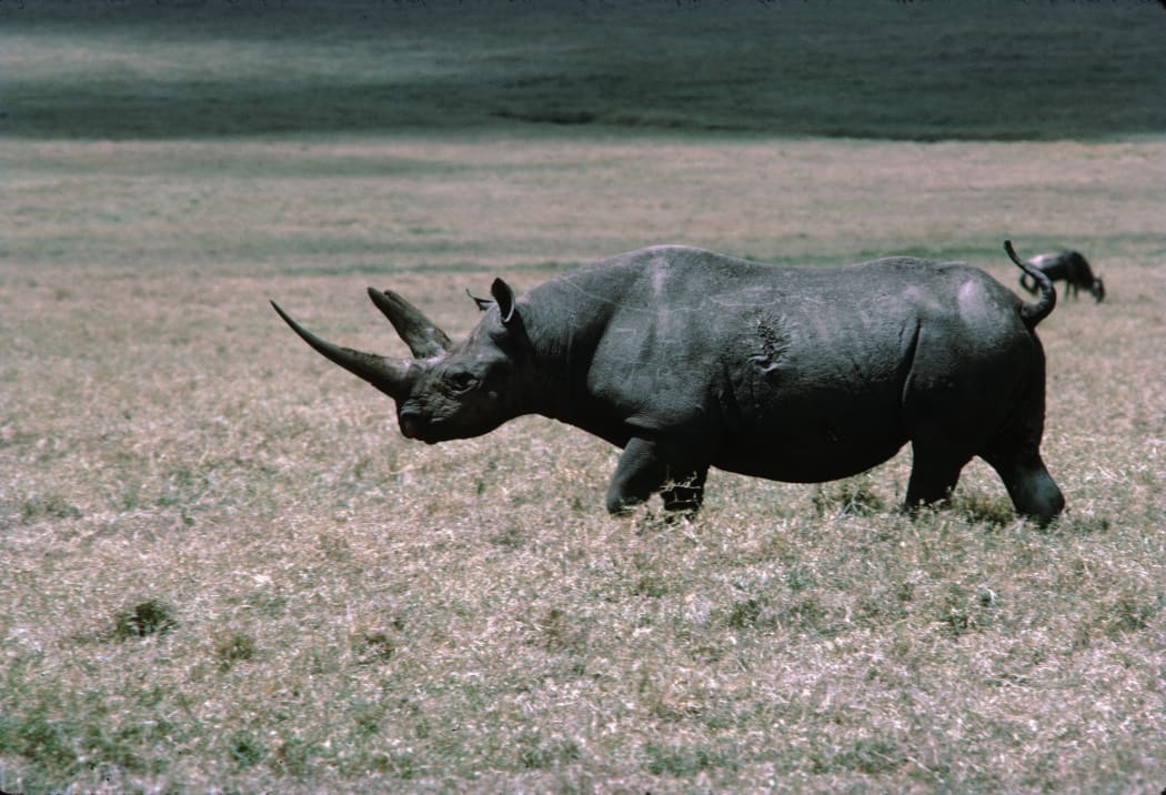 Black rhinoceros walking on N'Gorongo crater.