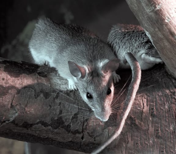 Rats