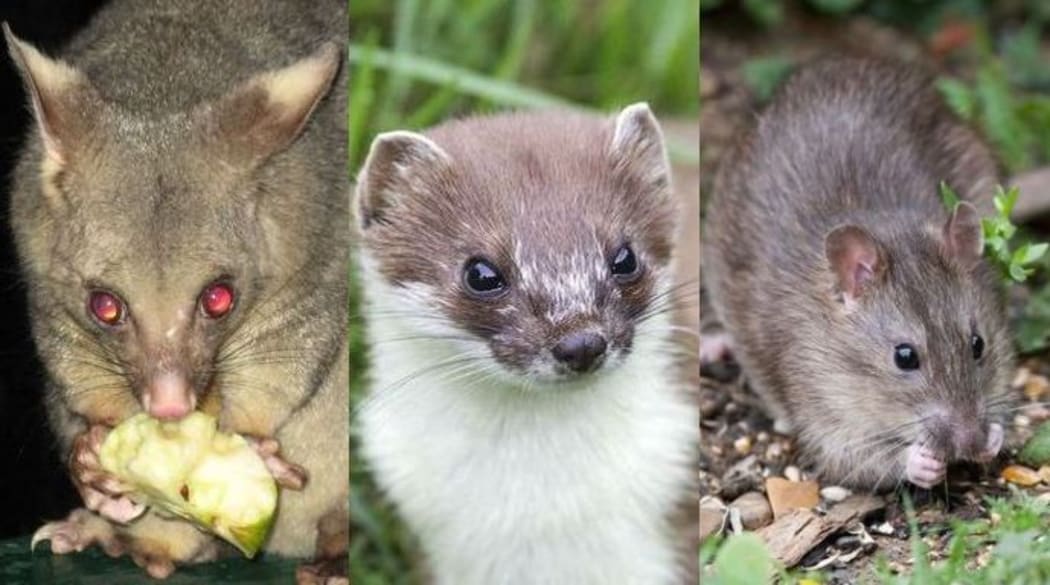 The unholy trinity of pestilence - possums, stoats and rats.