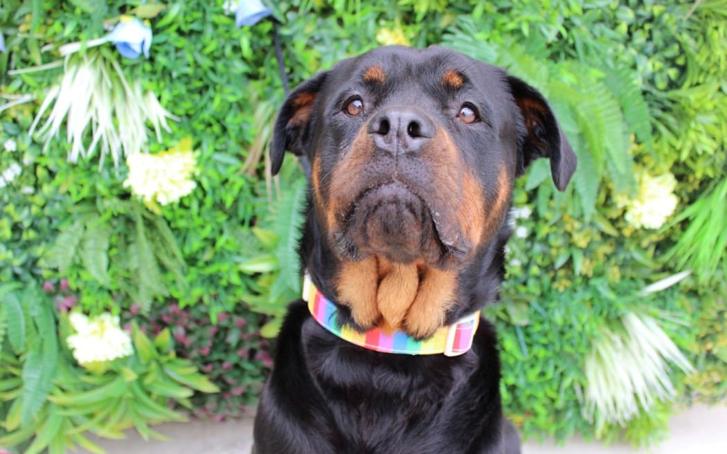 Adoptable dog looking for a forever home.