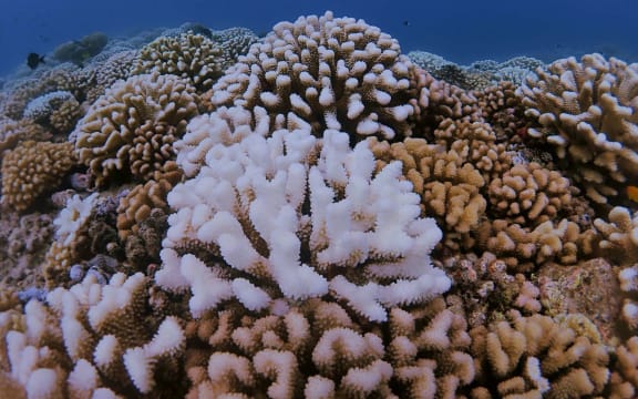 A bleached coral in the reef off the coast of Mo'orea, French Polynesia.