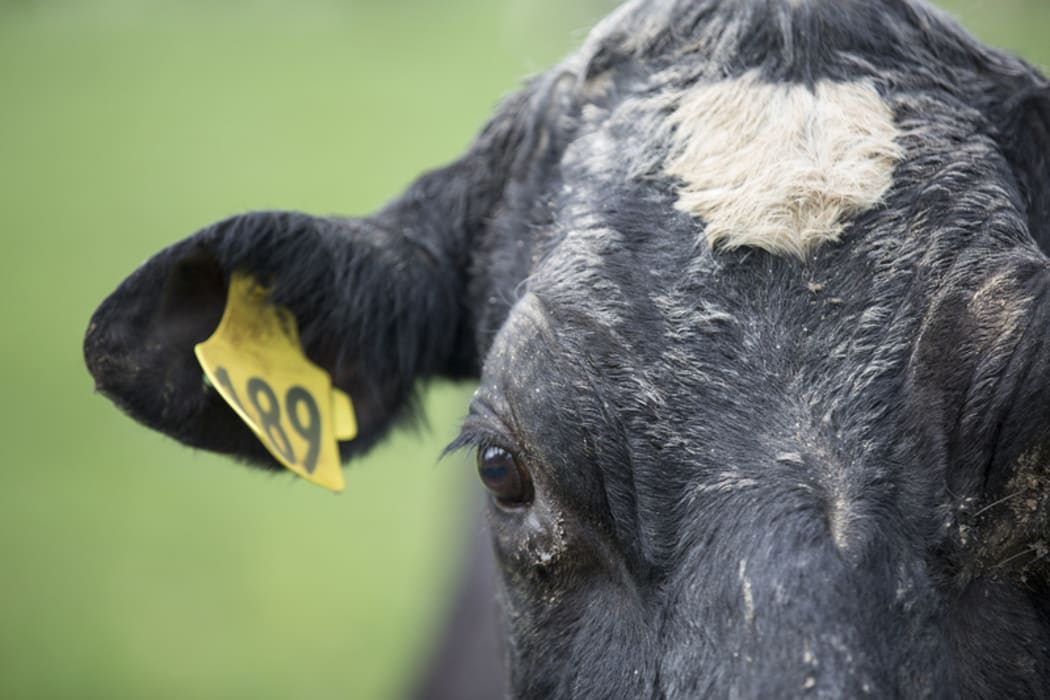 FOR WATER TAX story - Generic cow