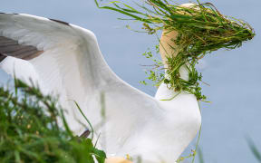 Now which direction is my nest? (