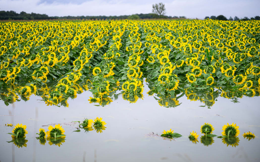 A picture taken on August 5, 2023 shows a flooded sunflower as the river Krka overflowed near the village of Drama, south-east Slovenia, after torrential rains and severe floods brought havoc to the Alpine country in its worst natural disaster since independence. Flash floods and landslides caused by heavy rainfall that started on August 3, 2023 had submerged large swaths of central and northern Slovenia, cutting off access to villages and disrupting traffic. (Photo by Jure Makovec / AFP)