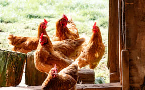 brown hens