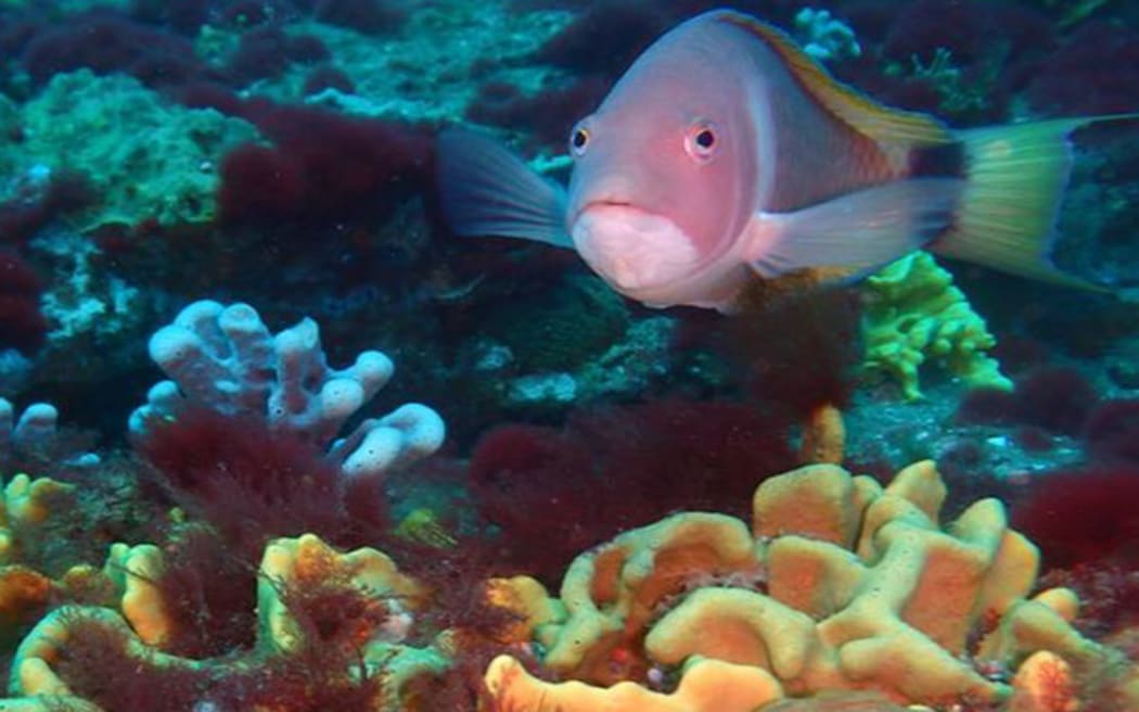 Scarlett Wrasse were the second-most numerous fish, found among the 39 separate species of sponges.