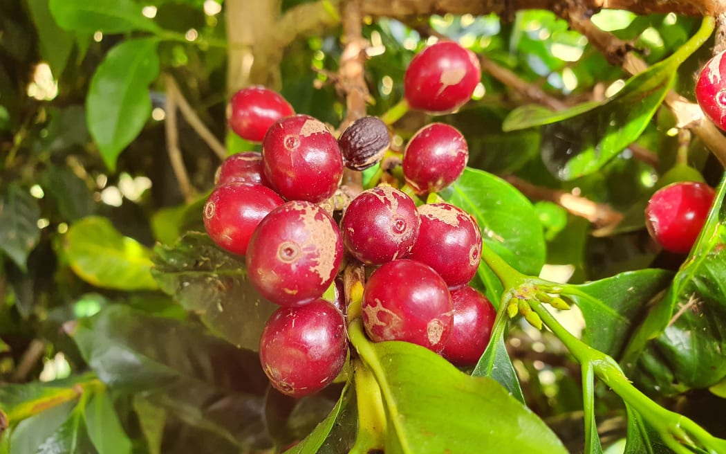 Coffee cherries