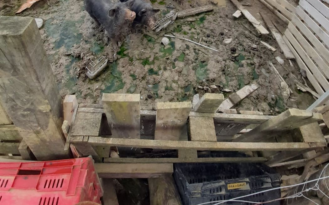 The SPCA has recovered 13 pigs left in very poor conditions in a property in the Wellington region.