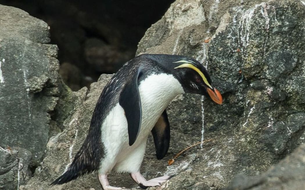 Tawaki or Fiordland crested penguins are marathon swimmers, and cover up to a thousand kilometres a week at sea.