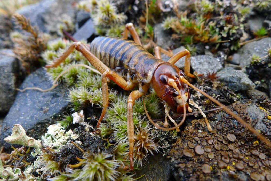 Mountain Stone Weta
