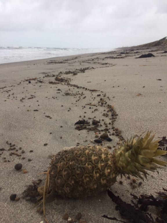About a dozen pineapples washed up on Papamoa beach yesterday.