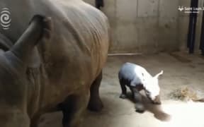 Rare black rhino born at US zoo: RNZ Checkpoint