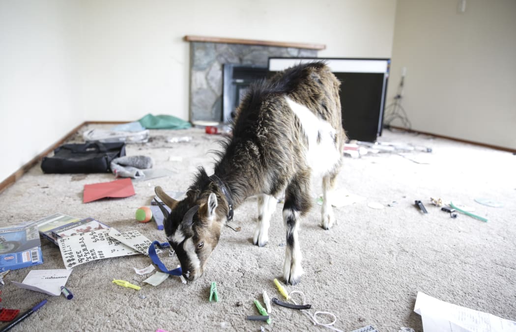 Karana Barker's home was destroyed in the 7.8 magnitude earthquake, her family pet goat Billy was by their side in the days following.