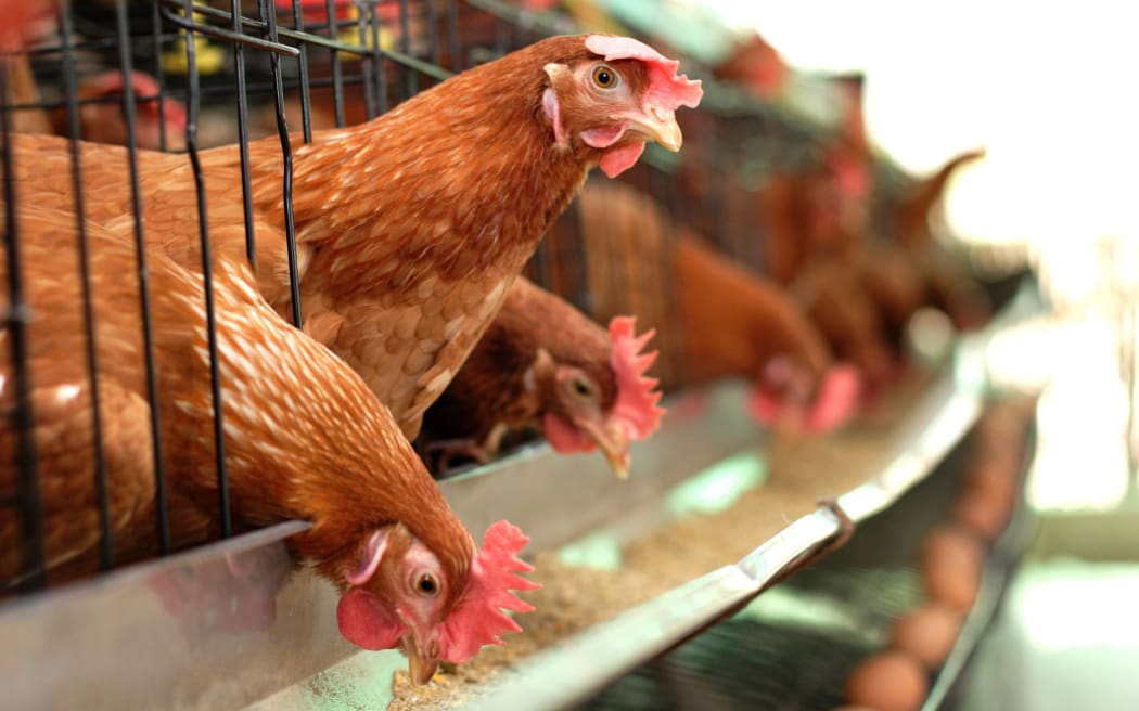 Chickens, chicken, chicken in cages, chicken generic