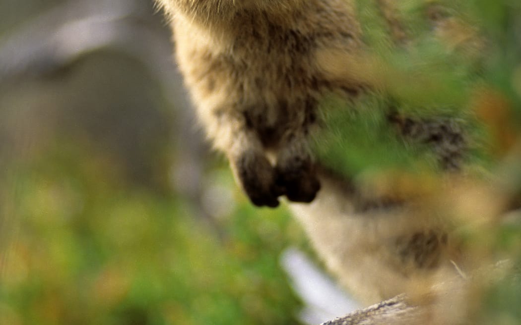 A quokka on Rottnest Island.