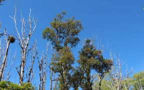 Dead and alive ōhi'a trees on Hawai’i island.