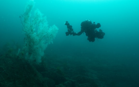 A massive black coral, measuring 4 metres high and 4.5 metres wide, has been found by researchers exploring the underwater depths of Fiordland.