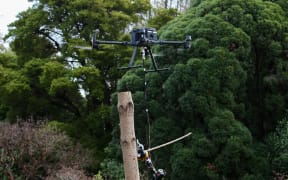 Chainsaw drones are the next step forward in a University of Canterbury project equipping unmanned aerial tools to carry out tasks that are hazardous for humans.